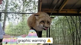 Thumbnail: Fresh Rabbit 🐇 w Fiki 🦊 Part 1