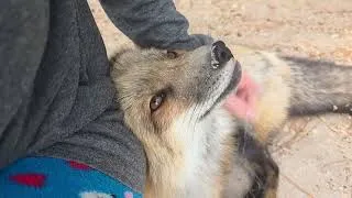 Thumbnail: Sweet Stinky Fiki