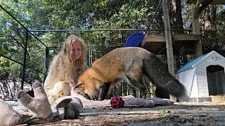Thumbnail: Rafiki Fox Play and Pounce