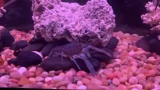 Thumbnail: Gourami fishes with their tank mates