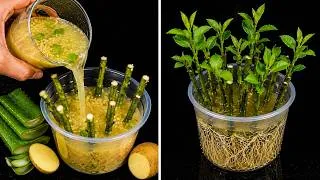 Thumbnail: I Tried This Homemade Mix on Lemon Cuttings — Look at the Massive Roots and Healthy New Leaves!
