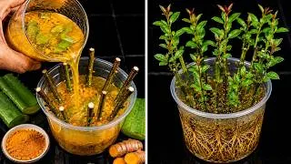 Thumbnail: I Tried This Homemade Rooting Mix on Pomegranate Cutting — Look at the Massive Roots and New Growth!
