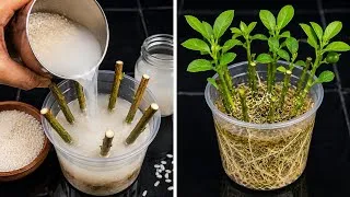 Thumbnail: I Tested This on Lemon Branches — They Started Growing Strong Roots Faster Than I Expected!
