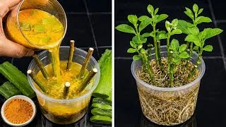 Thumbnail: I Tried This on Lemon Cuttings — You Won’t Believe How Fast They Grew Strong Roots and New Leaves!
