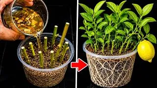 Thumbnail: You’ll Never Waste A Single Lemon Branch Again After Seeing How I Turn Them Into New Lemon Trees