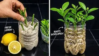 Thumbnail: I Finally Found a Simple Way to Grow Lemon Trees From Cuttings — Strong Roots and New Leaves!