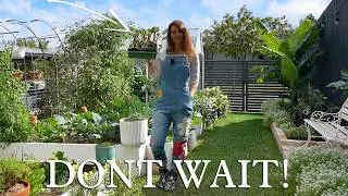 Thumbnail: Im Planting This Now For Food Security This Spring - Subtropical Australia