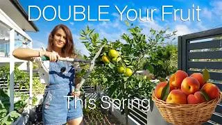 Thumbnail: Prune Fruit Trees Now for Massive Fruit Harvests This Spring