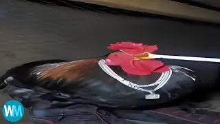 Thumbnail: Top 7 chicken