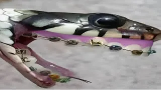 Thumbnail: Top 7 snake