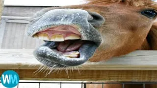 Thumbnail: Top 7 horse
