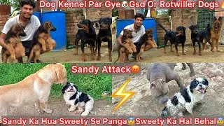 Thumbnail: Dost K Dog Kennel Par Gye🐶Rotwiller Or Gsd Dogs Puppies😍|| Sweety Ka Hua Sandy Se Panga😰Attack😡