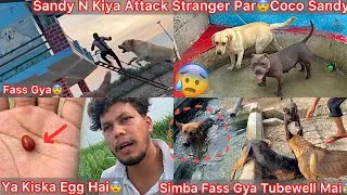Thumbnail: Simba Tubewell Mai Fass Gya😨|| Farm Mai aya Starnger Dogs N Kiya Attack😡Sandy Coco Sath Milgye🐶