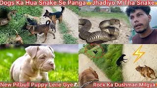 Thumbnail: Rock Ko Uska Dushman Dekh Gya Attack😡Dogs Ka Hua Snake Se Panga😰Snake Venomous Or Non Venomous🐍
