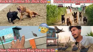Thumbnail: Sare New Guniea Fowl Bhag Gye Farm Se😰Dogs Se Dar Kar🐶Pkdna Hua Muskil😨 Dogs Ki Running Ka Plan Bna🔥
