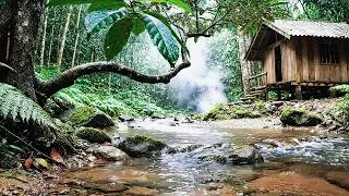 Thumbnail: Forest Ambience, Flowing Water, Birds Singing, Relaxing Nature Sounds for Sleep, ASMR Calm River