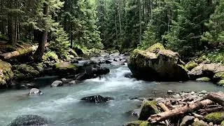 Thumbnail: Deep Forest Stream Sounds for Ultimate Relaxation | Gentle Water Ambience for Peaceful Study & Rest