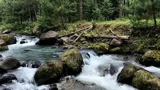 Thumbnail: Mountain Stream White Noise | Relaxing River Sounds for Study and Sleep