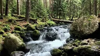 Thumbnail: Deep Forest Morning River Sounds | Gentle Nature Ambience for Ultimate Study Focus