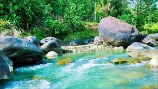Thumbnail: Forest Stream Sounds – Calming River White Noise for Sleep & Meditation