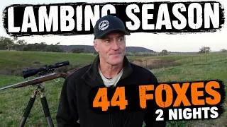 Thumbnail: FOXES EVERYWHERE • 44 Removed in 2 Nights