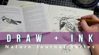 Thumbnail: Nature Journal  - Drawing and Inking - Bird Anatomy