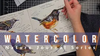 Thumbnail: Watercolor Nature Journal Series - Spotted Towhee