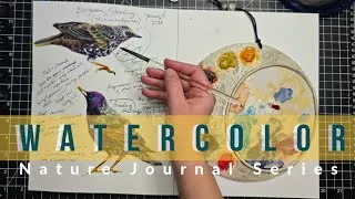 Thumbnail: Watercolor Nature Journal Series - European Starling - Time Management and the Art Life