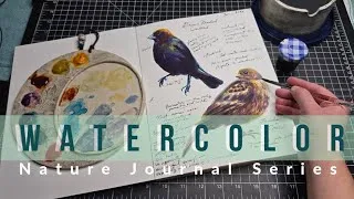 Thumbnail: Watercolor Nature Journal Series Brown-Headed Cowbird