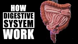 Thumbnail: How Does the Human Digestive System Work? | 3D Animation | Digestion Process Explained
