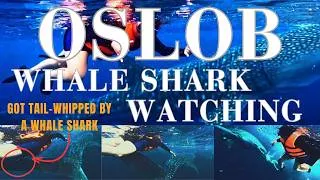 Thumbnail: Oslob Whale Shark Adventure 2026| DIY Solo Travel Guide