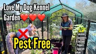 Thumbnail: HOT Tips Growing Tomatoes Cucumbers Squash in Vertical Garden HARVEST in Dog Kennel Totes Pest Free