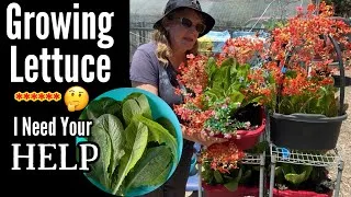 Thumbnail: HELP Growing Lettuce EASY at Home, So Preparing a Video on HOW to GROW Lettuce for Your Salad Garden