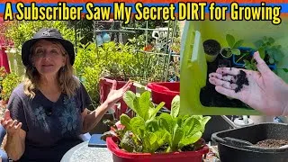 Thumbnail: A $6 Tote mini Greenhouse Growing Seedlings & Plants ALL YEAR with Added BASE Clean Soil from Garden
