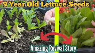 Thumbnail: How to Grow Lettuce Red Romaine from OLD FREE Seeds Container Gardening Growing in Dishpan Garden
