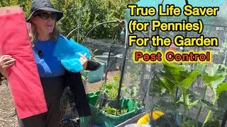 Thumbnail: Adding a Life SAVER Helps GROW Tons of Vegetables MY PERFECT Garden Pest Control Container Gardening