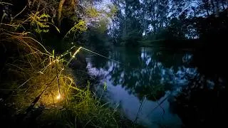 Thumbnail: I Caught 2 Trout Cod at once | Fishing A Flooded Backwater
