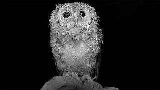 Thumbnail: Tawny Owlet’s Night-Time Adventures | Discover Wildlife | Robert E Fuller