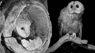 Thumbnail: Curious Tawny Owl Fledgling Is Not Welcome | Gylfie | Robert E Fuller