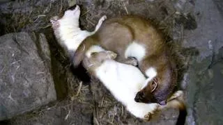 Thumbnail: Stoat Still Nursing Kit Of 12 Weeks | Secret Life of Stoats | Robert E Fuller