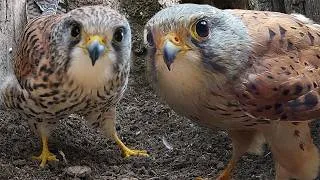 Thumbnail: Finding a New Home: Kestrels Begin Search Early | Jenny & Jasper | Robert E Fuller