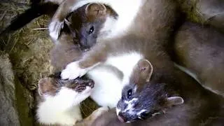 Thumbnail: 8 Stoat Kits vs One Tired Mum | Robert E Fuller