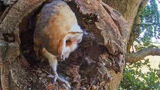 Thumbnail: I Filmed A Young Barn Owl First Lessons in Hunting | Rigel | Robert E Fuller
