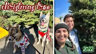 Thumbnail: Picking our Christmas tree (2022)