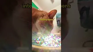 Thumbnail: day one of the schmelglin cat challenge!