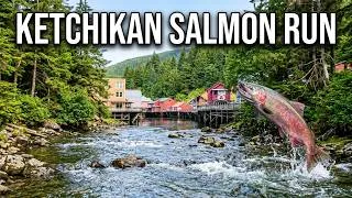Thumbnail: Ketchikan  Alaska Salmon Run