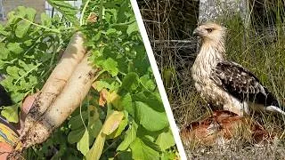 Thumbnail: Daikon Radish Harvest & We Lost Our First Chicken 