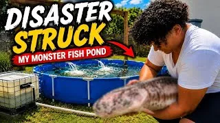 Thumbnail: Disaster Struck My Monster Fish Pond...