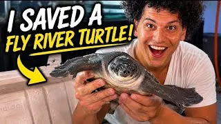 Thumbnail: I Saved a Fly River Turtle!
