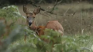 Thumbnail: Encounter with a roe deer